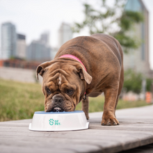 Load image into Gallery viewer, Ice Bowl - Pet Cooling Water Bowl