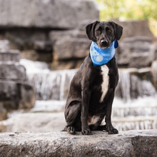 Load image into Gallery viewer, ICE BAND - Dog Cooling Bandana