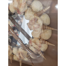 Load image into Gallery viewer, Handmade 12" Indoor Or Outdoor Seashell &amp; Beach Sand Centerpiece/Wall Hanging.
