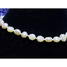 Load image into Gallery viewer, Freshwater Pearl, Hand Knotted Choker Necklace, 13" with Lobster Claw Clasp.