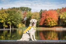 Load image into Gallery viewer, Life Vest - Dog Life Jacket