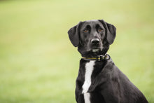 Load image into Gallery viewer, US Army Dog Collar - Dark Camo